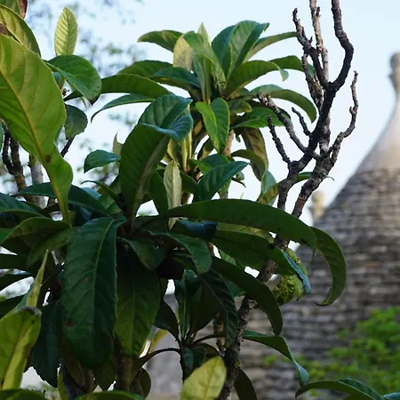 Trullo Eleanto ヴィラ